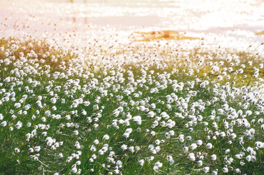 Spring landscape with blooming cotton grass on the lake
