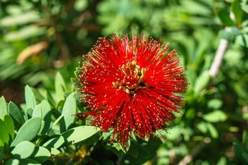 Red Golden Penda flower