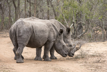 Fototapeta premium white rhinoceros crossing a road 