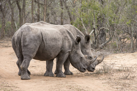 white rhinoceros crossing a road
