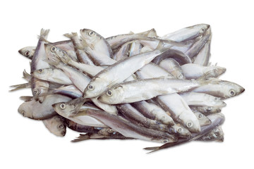 Frozen baltic herring