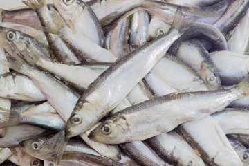 Fototapeta premium Frozen baltic herring