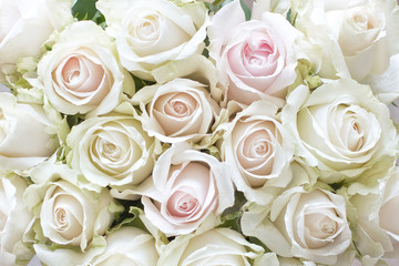 Fototapeta na wymiar White and Pale Pink Roses