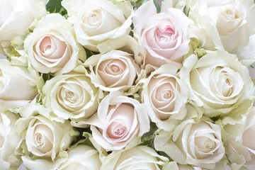 Poster de jardin Roses Roses blanches et roses pâles