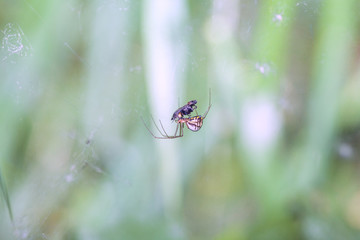 spider with prey