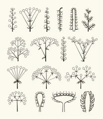 Set of vector different types of inflorescence isolated on white. - obrazy, fototapety, plakaty