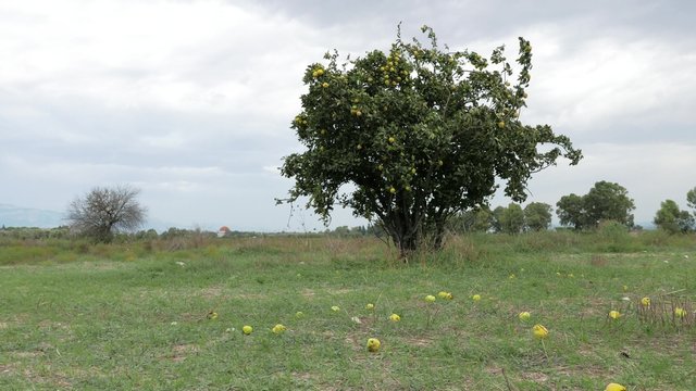 A quince tree with stormy sky and green meadow. 4k