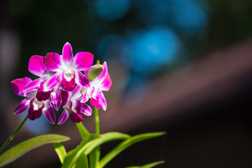 Fototapeta na wymiar Flowers of orchid outdoors