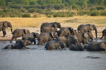 Fototapeta na wymiar elephant, Loxodonta africana, at the waterhole Nyamandlovo in Hwange National Park, Zimbabwe