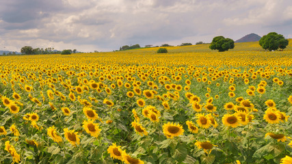 Fototapeta premium field of blooming sunflowers on a background sunset