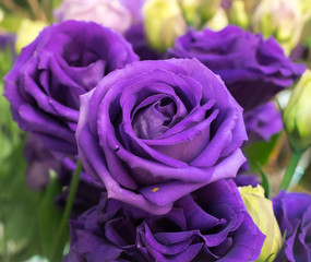 Fototapeta na wymiar purple rose