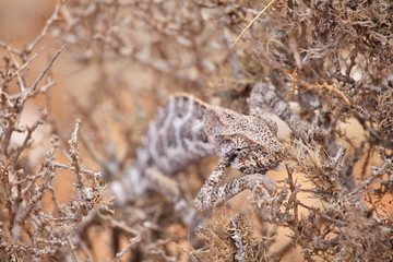 Chameleon hiding in bush - Socotra island, Yemen
