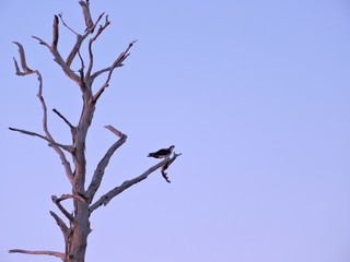 bird in tree looking out
