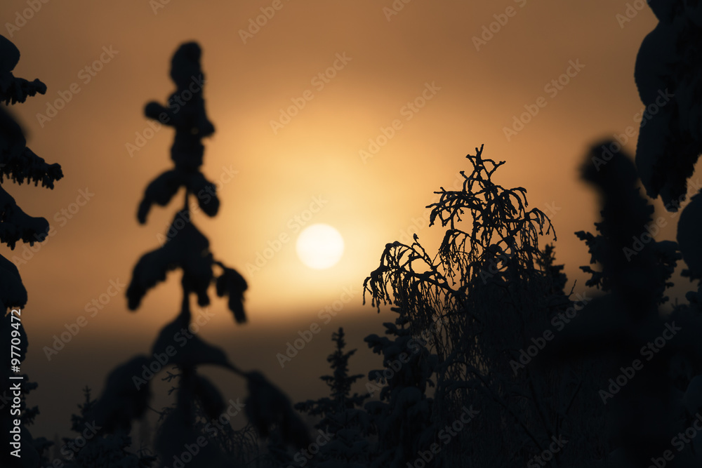 Canvas Prints Beautiful sunset in winter forest