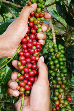 Ripe beans ready for harvest on a coffee tree

