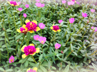 Field of lovely mini pink and yellow flower sun plant or pursley