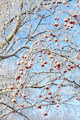 Rowan tree in the snow