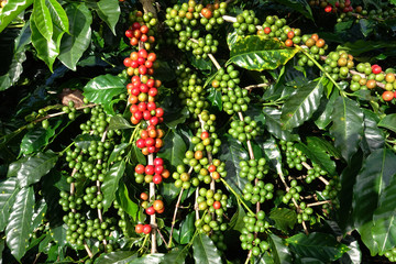 Obraz premium Coffee beans ripening on a tree.