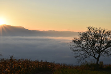 Fototapeta na wymiar Grass fog and the morning sun light.