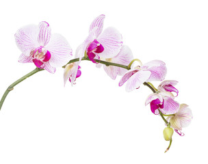 Fototapeta na wymiar White and pink orchid flowers isolated on white