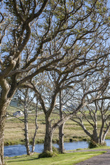 River Currane; Waterville