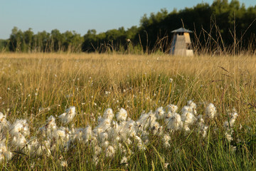Obraz premium Wollgras im Moor