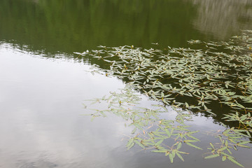 Acquatic plant