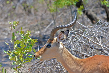 Impala, Afrique du Sud