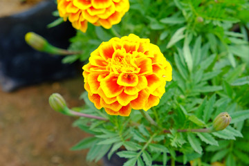 Naklejka na ściany i meble Marigolds flower