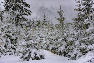 Obraz premium Snowy trees
