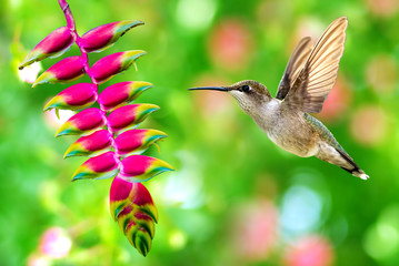 Beautiful hummingbird flying over tropical flower