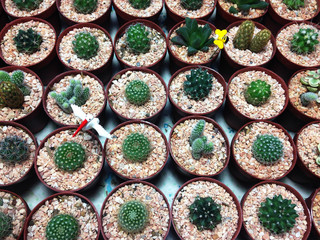 closed up the group of cactus in pots