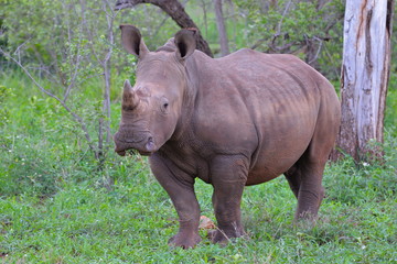 Rhinocéros blanc