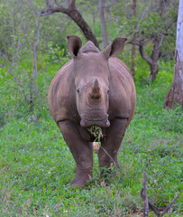 Rhinocéros blanc