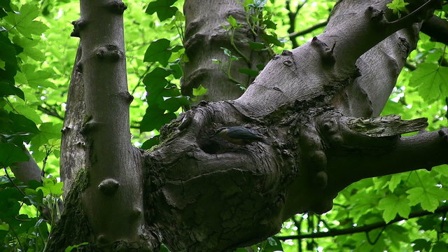 Nuthatch (Sitta europaea) inspecting its nest,  a hole in a mature tree (possibly sycamore, ID uncertain) in parkland in northern England. The bird flies off to look for more food.