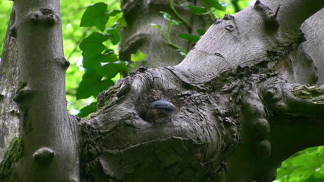 Nuthatch (Sitta europaea) bringing food to the nest and removing a fecal sac. The nest is a hole in a mature tree (possibly sycamore, ID uncertain) in parkland in northern England.