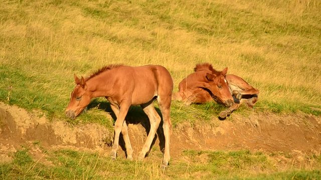 Two cute brown foals relax and graze on pasture at dawn