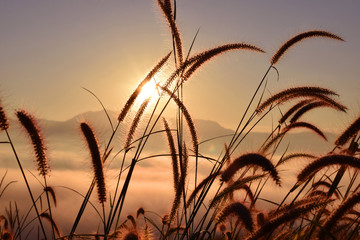 Grass fog and the morning sun light.