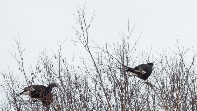 Black grouse feed on the tops of birches