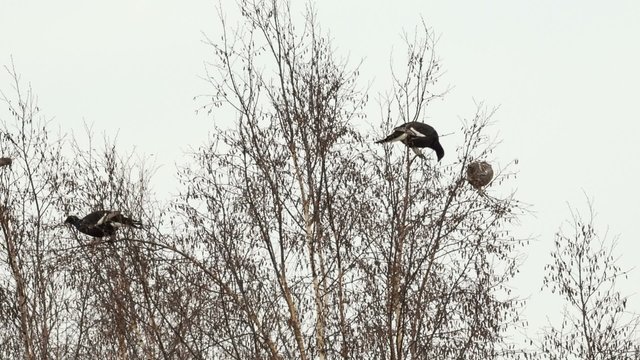 Black grouse feed on the tops of birches
