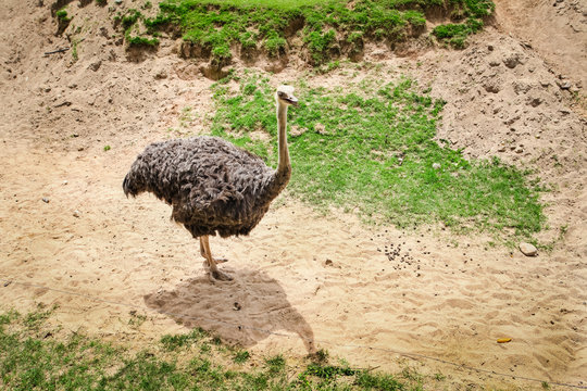 Curious african ostrich walking in the paddock at zoo.