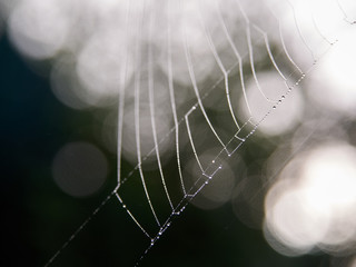 Cob web with dew