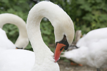 Obraz premium Swan in Kasumigaura, Japan