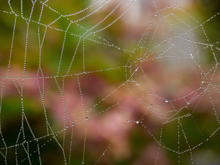 Cob web with dew