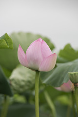 Fototapeta premium Lotus flower bud