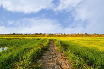 soil walkway in country Thailand