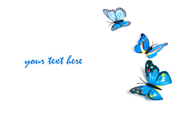 blue butterfly on a white background