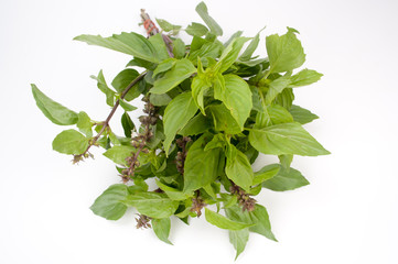 basil isolated on white background