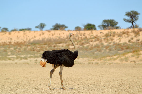Struś afrykański na Kalahari
