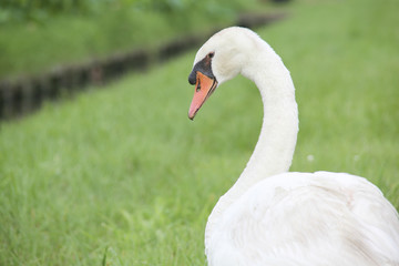 Swan in Kasumigaura, Japan